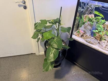 Växter och fina krukor