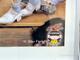 Poster, Rolling stones "Geriatic Tour"