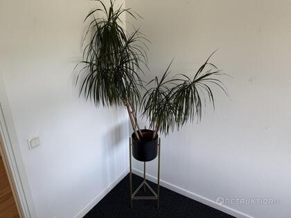 Kruka + växt Kruka + växt